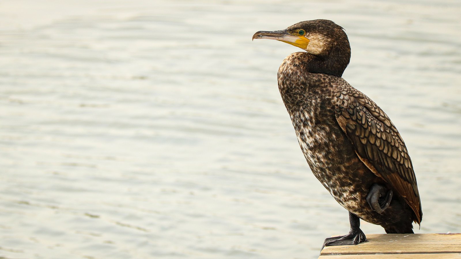 腾讯力推企业QQ推广,现在网页不能直接发起QQ聊天了