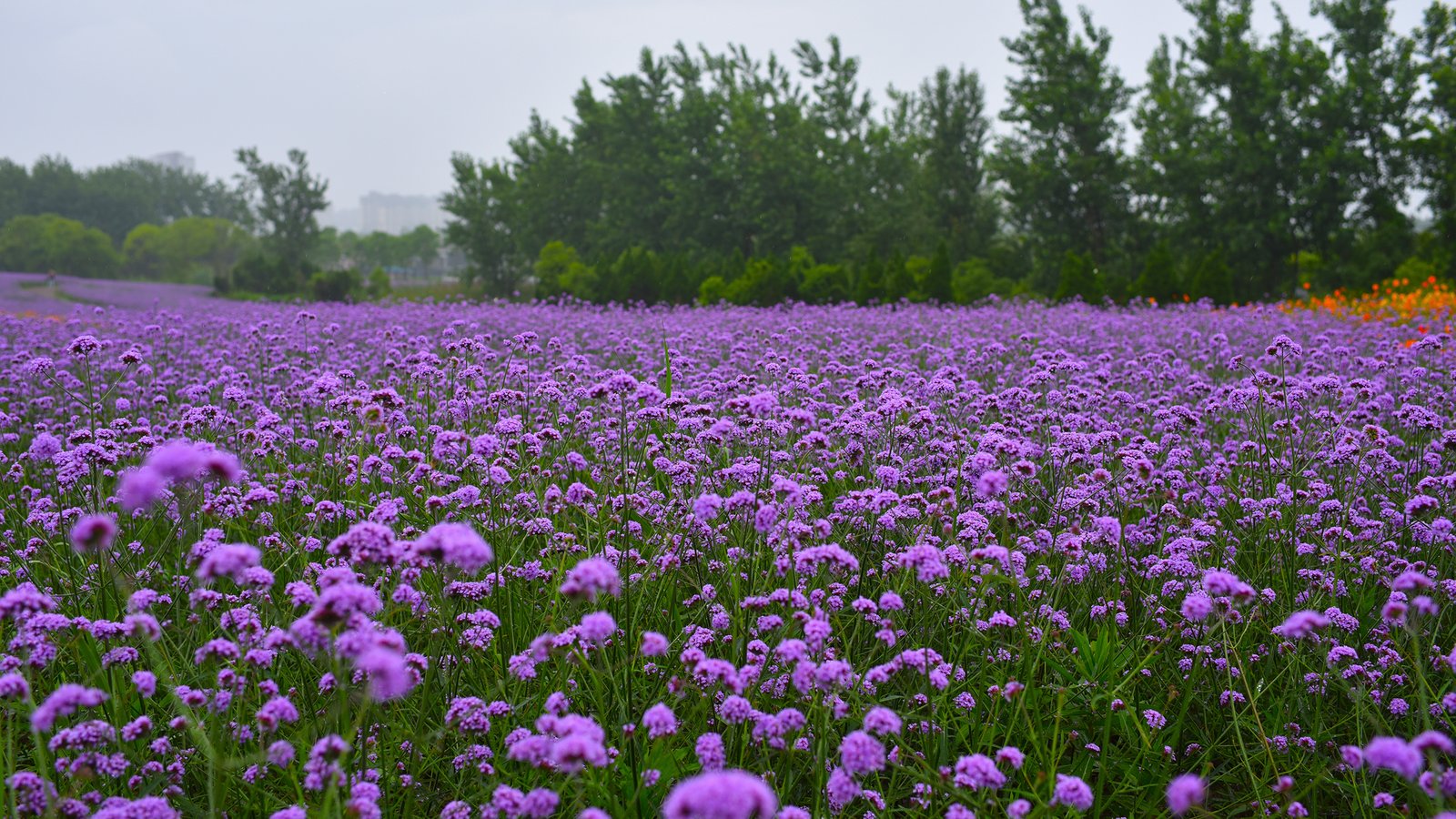 拼多多免单下单全额返是真的吗?亲测后小千解说告诉你真相