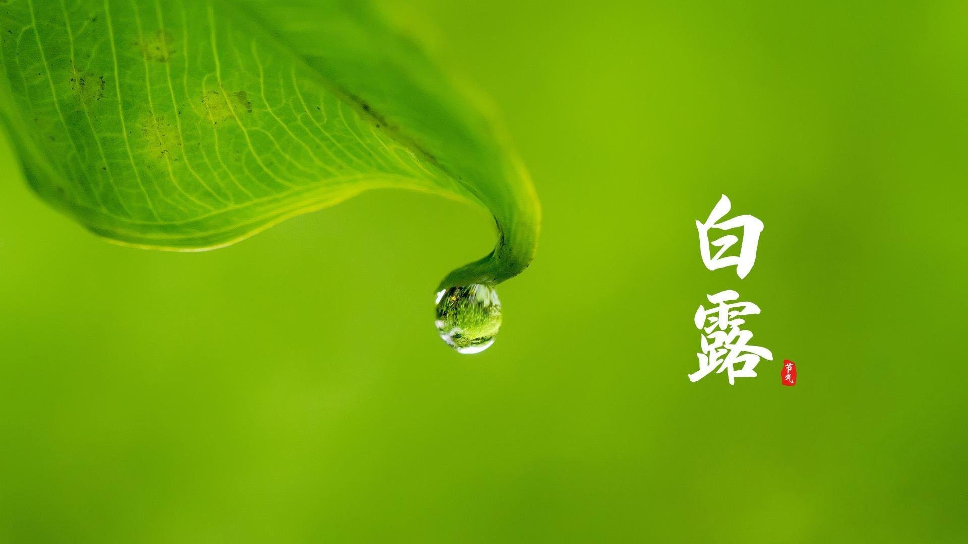 白露,二十四节气,雨水,节日美图