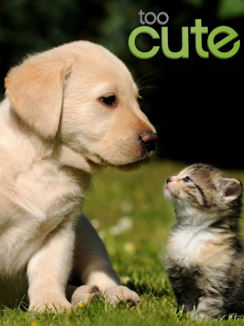 萌宠成长记 第二季（中配版）