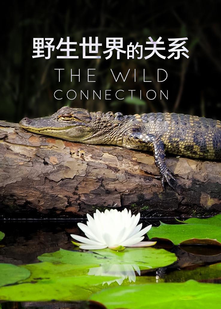 野生世界的关系