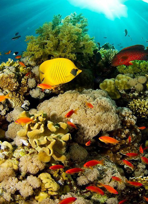 我们能拯救珊瑚礁吗？