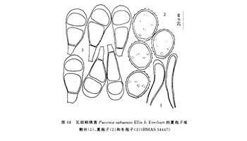 瓦胡柄锈菌