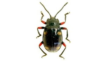 分类地位昆虫纲 insecta 鞘翅目 coleoptera 扁甲总科 cucujoidea 伪