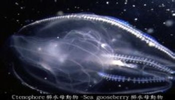 侧腕水母