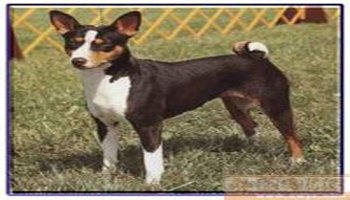 贝吉生犬