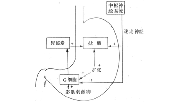 胃泌素