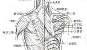 并不是一个医学的解剖概念,它包括了骶棘肌,上后锯肌,下后