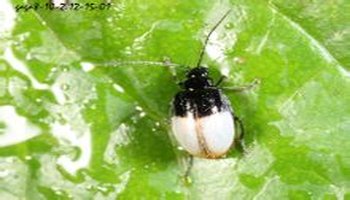 长脚金花虫