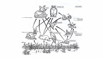 信息简述 食物网(foodweb)又称食物链网或食物循环.