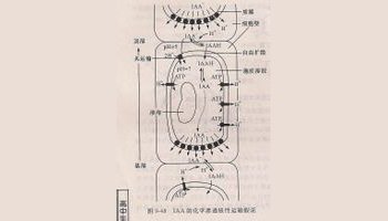 极性运输