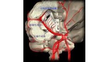 大脑后动脉