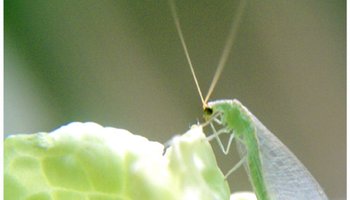 蜉蝣-昆虫名称