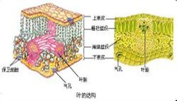 介绍在叶片的上下表皮间的组织,除了维管束(叶脉)以外所剩下的部分