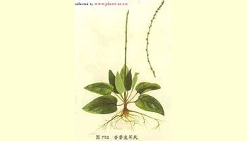 金边兔耳 拉丁学名:herba ainsliaeae fragrantis 别称:忍冬草,月下红