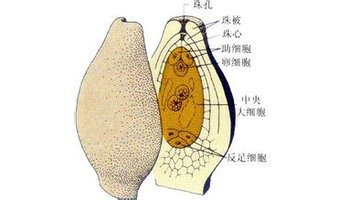 在植物,珠被在胚珠外形成一个封套.