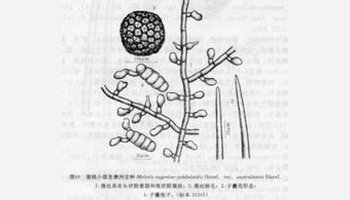 蒲挑小煤炱澳洲变种