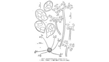 山矾叉丝壳