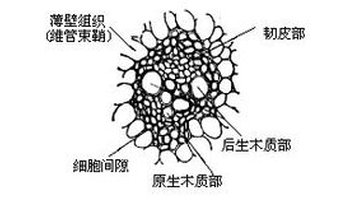 外韧维管束