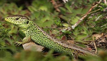 蜥蜴属 中文名:捷蜥蜴 拉丁名:lacerta agilis 英文名:sand lizard