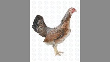"娇鸡","金鸡",属肉蛋兼用型和观赏型品种;主产地大围山,原产地及