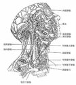 jugularis interna)为颈部最大的静脉干.