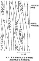 维管形成层