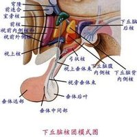 视上核,位于下丘脑的视上区,视上区位于视交叉的背面,其中最重要的