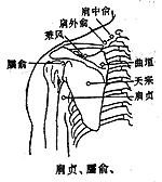 【取法】正坐俯伏位,在肩胛冈上窝中点,当天宗穴直上,举臂有凹陷处