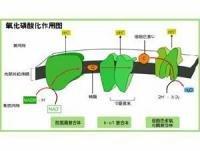 氧化磷酸化