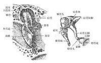 3毫克,是人体内最释义 编辑本段 词语:镫骨 注音:dèng gǔ 英文