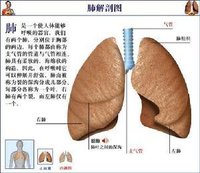 肺解剖图