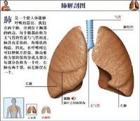 大叶肺炎