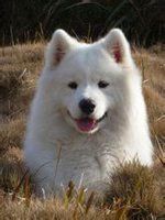 广州哪里有出售萨摩耶 纯种萨摩耶多少钱一只