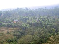 土主树村