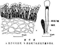 肉厚且富粘质,其上密生孢子囊,隔丝和孢子囊间隔,和海带一样,叶片有