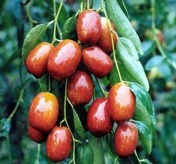 大王枣