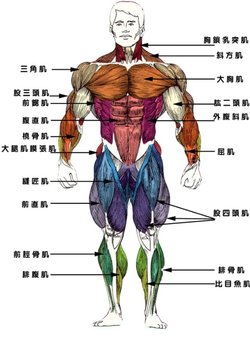 人体解剖生理学课程教学大纲