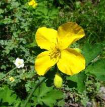 细叶刺针草_360百科