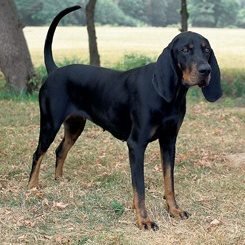 黑褐色浣熊猎犬_360百科