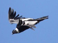 安第斯秃鹰_360百科