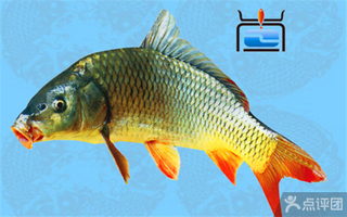 查干湖野生鱼有机鲤鱼