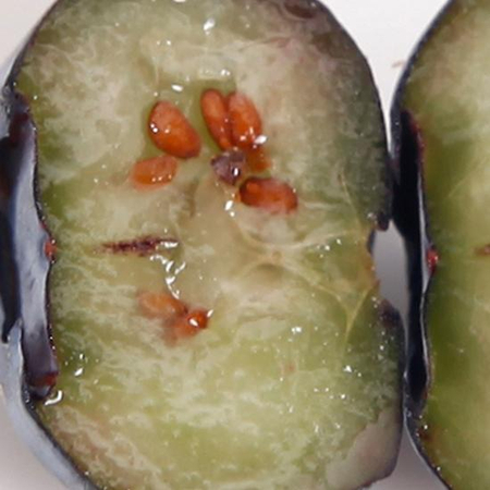 智利蓝莓鲜果哪里买卖比较好的 蓝莓鲜果批发