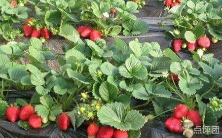 草莓采摘园无公害草莓采摘1次(1斤)【4.3折】
