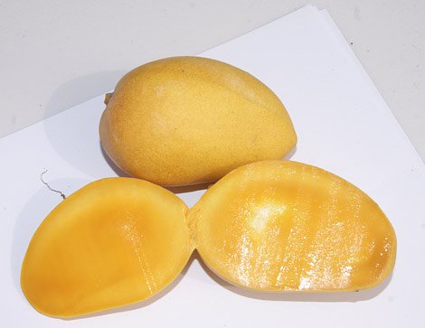 北京小台农芒果便宜价格 攀枝花芒果质量好吗