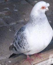 斑丽鸽