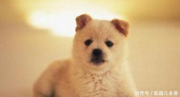 有关犬细小病毒的常识,狗狗真的没得治吗