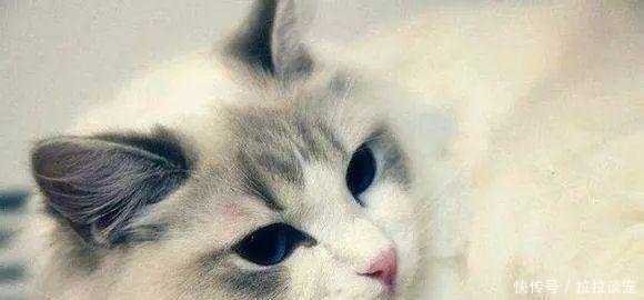 什么猫性格温顺粘人十大最温顺的猫排名!有你