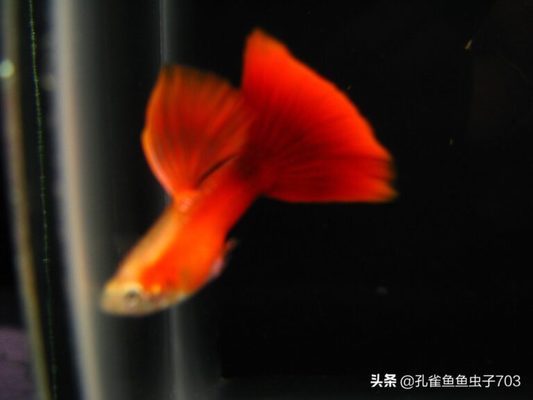 普通紅龍魚多少錢一條啊圖片大全（普通紅龍魚多少錢一條啊圖片大全集） 廣州龍魚批發(fā)市場