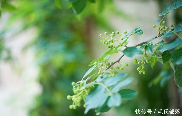 花椒树栽培技术|青花椒实用栽培技术之施肥管